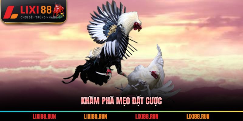 Khám phá mẹo đặt cược