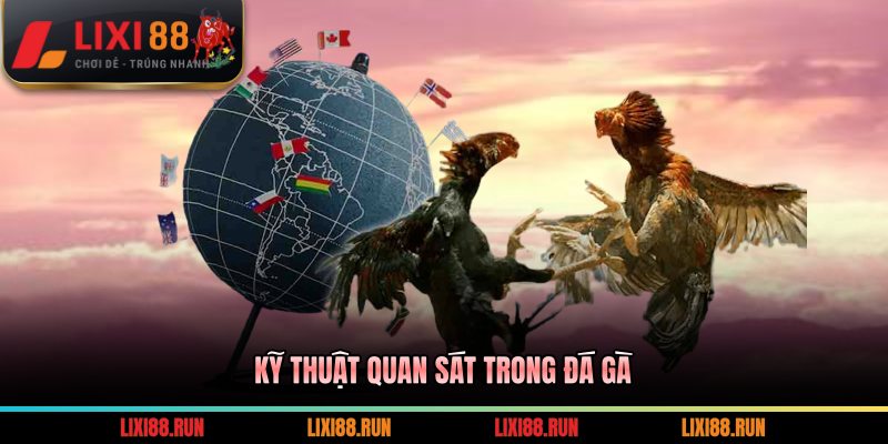 Kỹ thuật quan sát trong đá gà