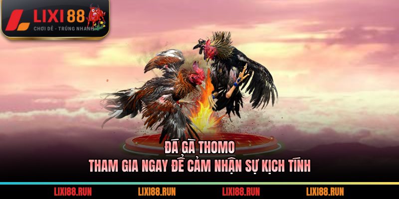 Đá Gà Thomo - Tham Gia Ngay Để Cảm Nhận Sự Kịch Tính 2 Đá Gà Thomo
